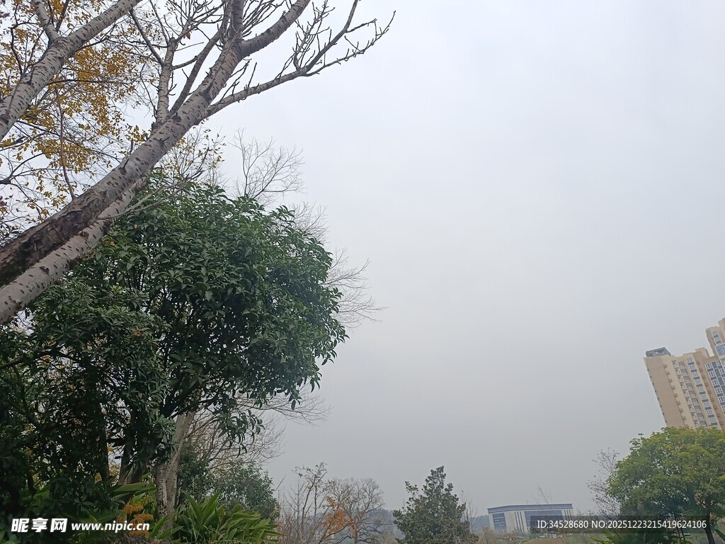 雾中城市树木景观