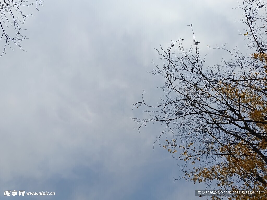 秋日树梢与灰白云天