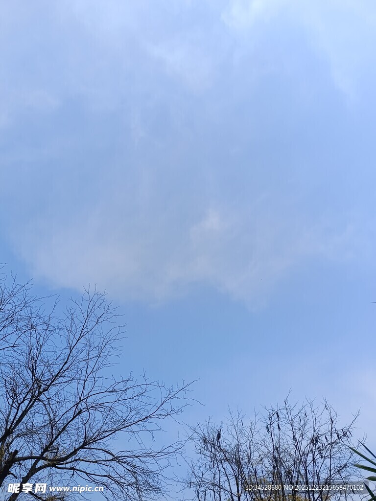 冬日树梢上的淡蓝天空