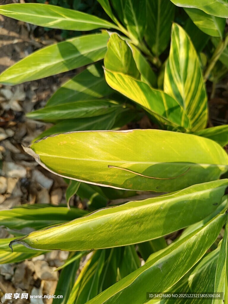 翠绿舒展的植物叶片