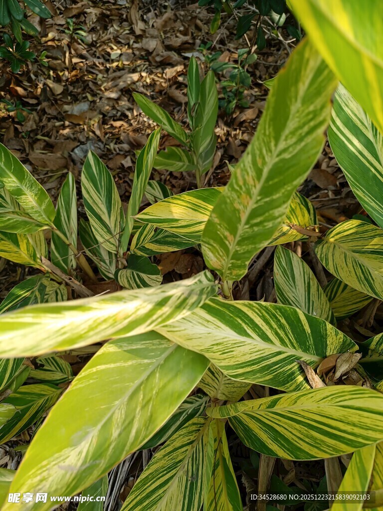翠绿斑斓的热带植物叶片