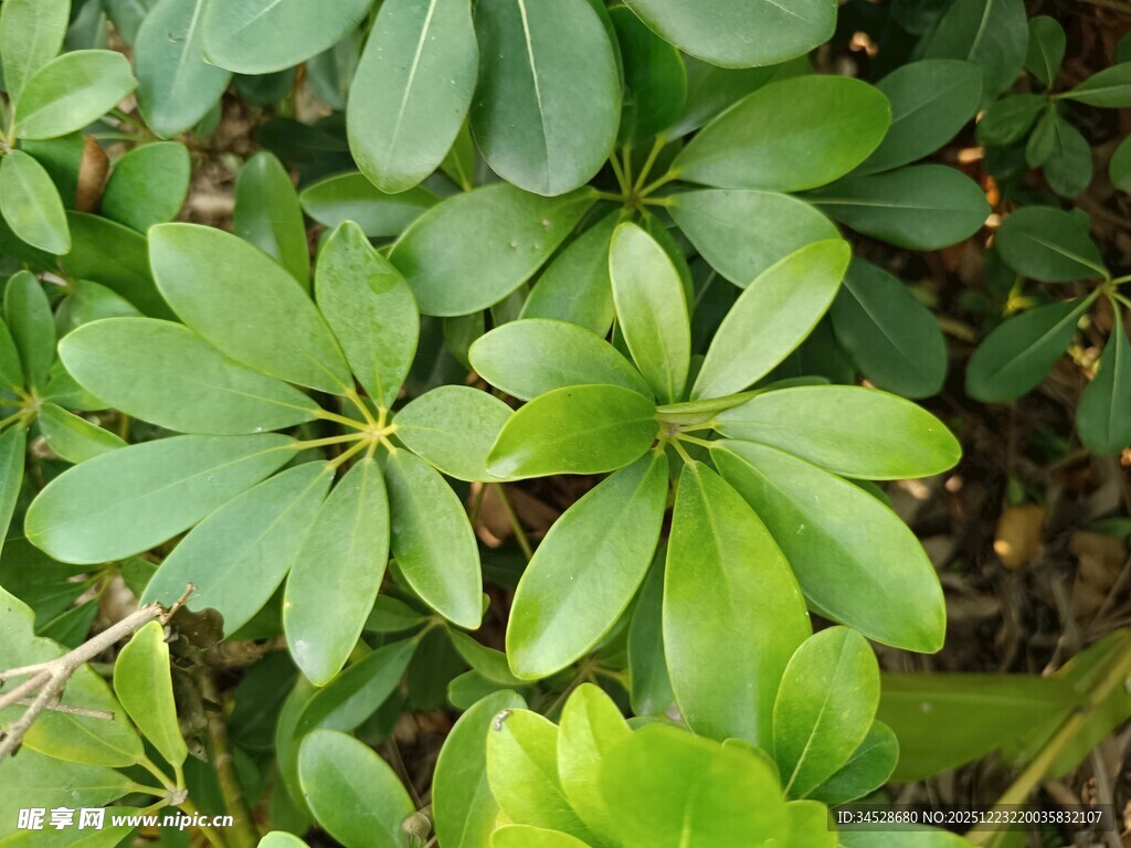 翠绿轮生叶植物特写