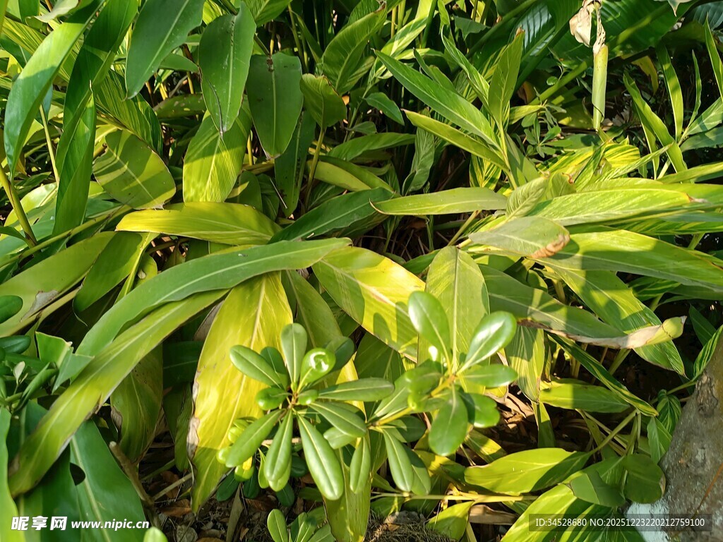 翠绿繁茂的植物景观