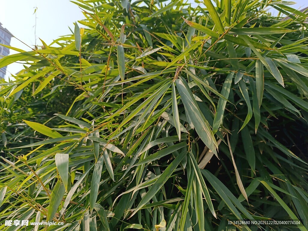 茂盛的绿色植物