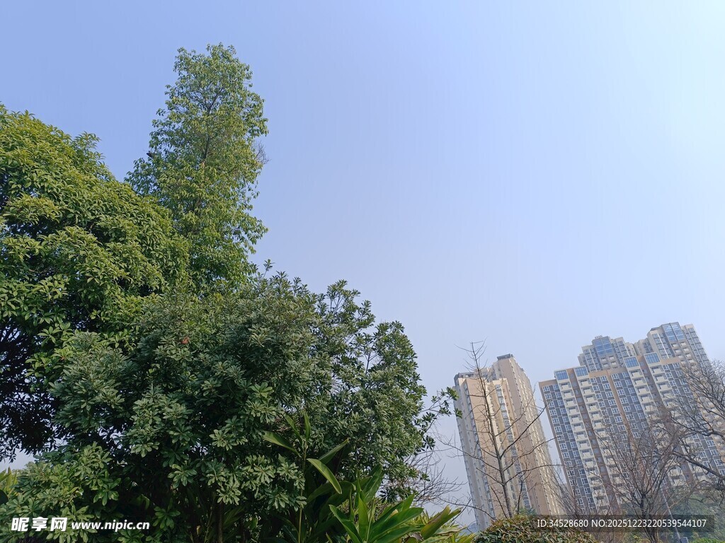 绿树掩映下的城市高楼