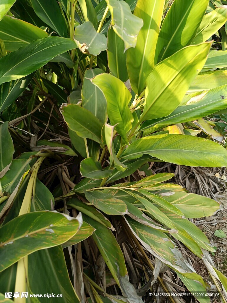 翠绿斑斓的观叶植物