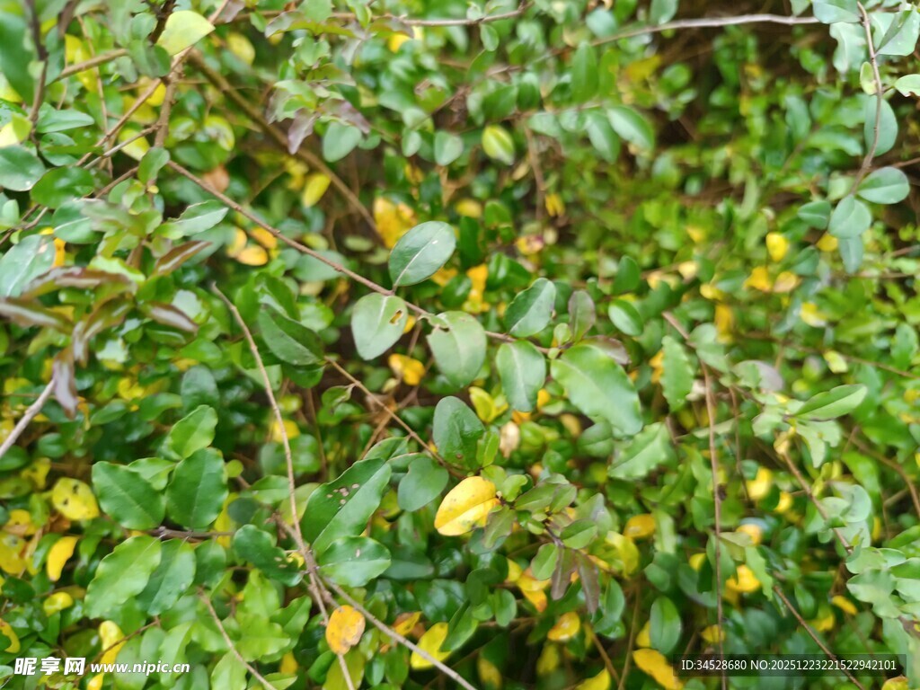 绿叶间的黄色果实