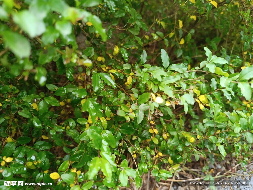 绿叶丛中的黄色小花