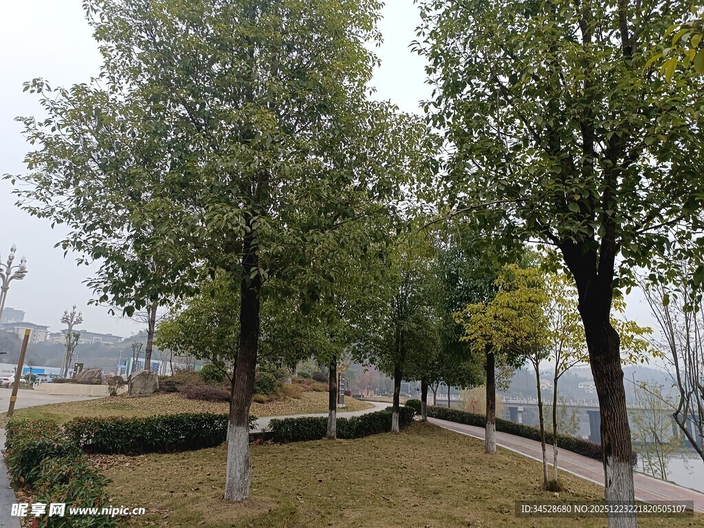 城市公园中的绿树景观