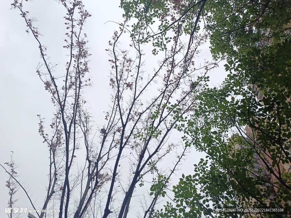 枝头绽新枝的树木景象