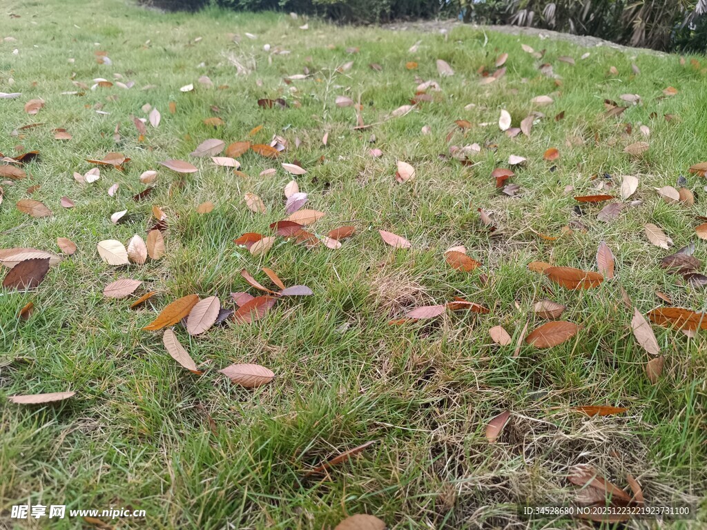 草地上散落的多彩落叶