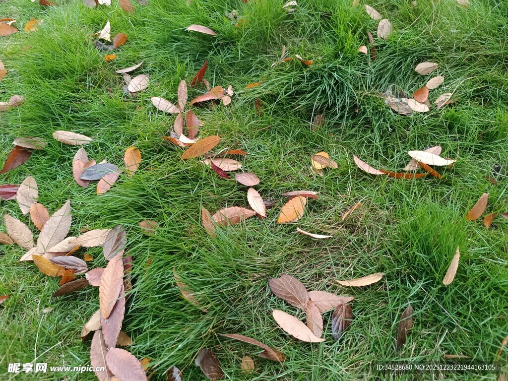 草地上的散落枯叶