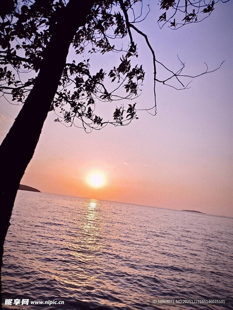 夕阳下的海边树影