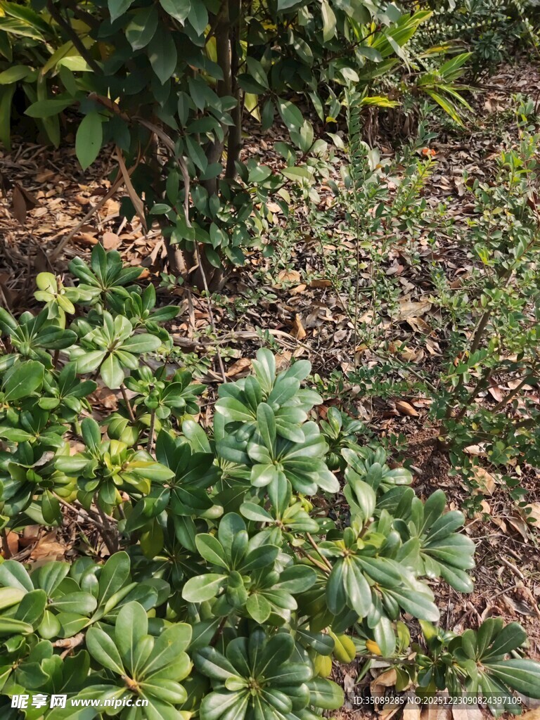 繁茂绿植的自然景象