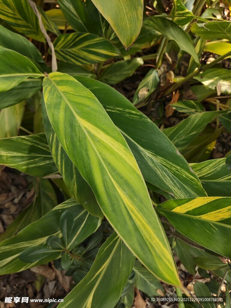 翠绿斑斓的植物叶片