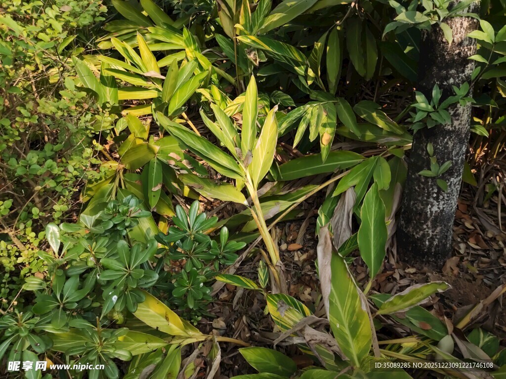 繁茂绿植展现自然生机