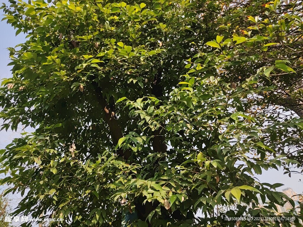 绿叶繁茂的高大树木