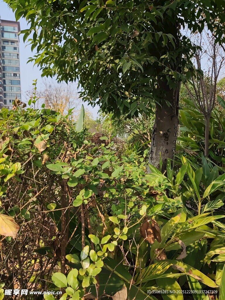 城市中的绿植景观