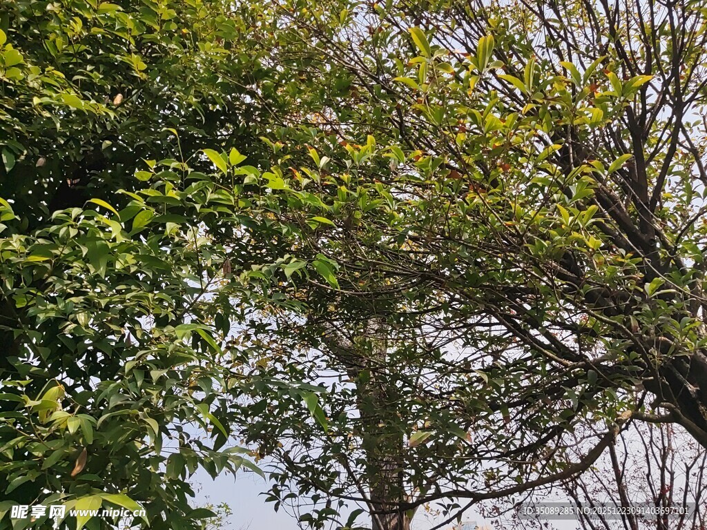 繁茂绿树展现自然生机