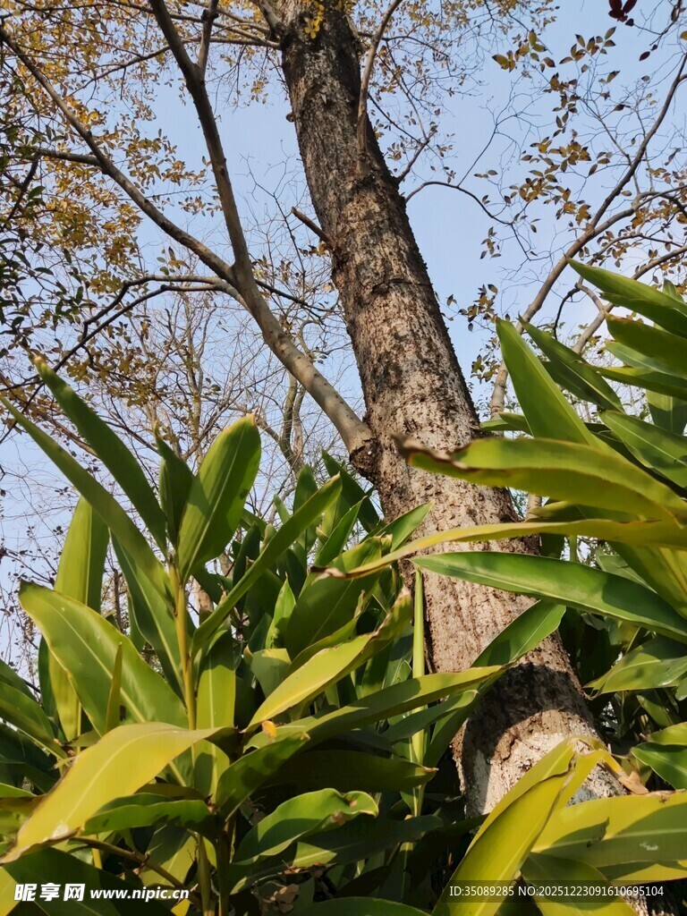 阳光下的树木与翠绿植物