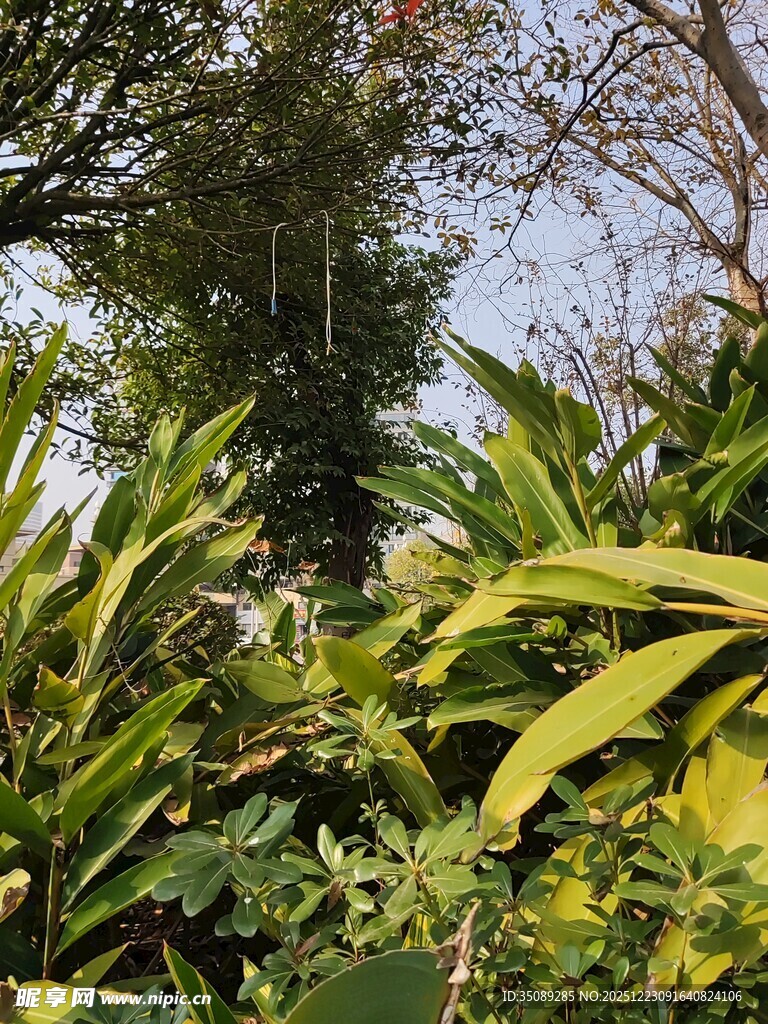 繁茂绿植展现自然生机