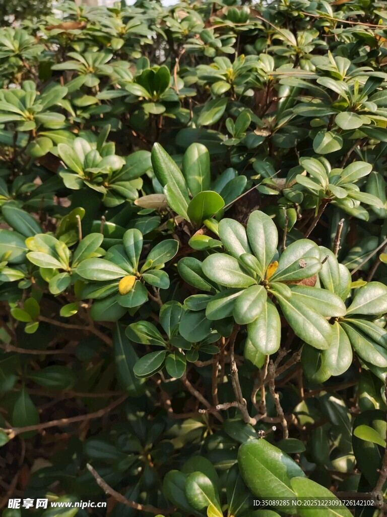 绿叶繁茂的植物景观