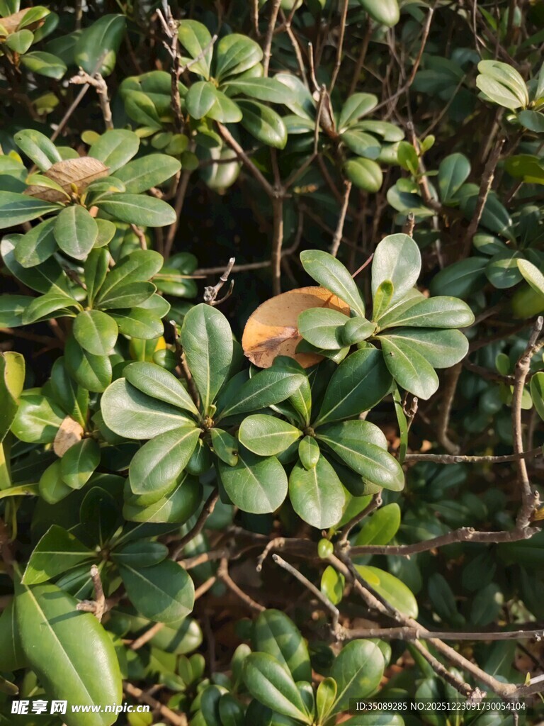 绿叶间的多彩叶片