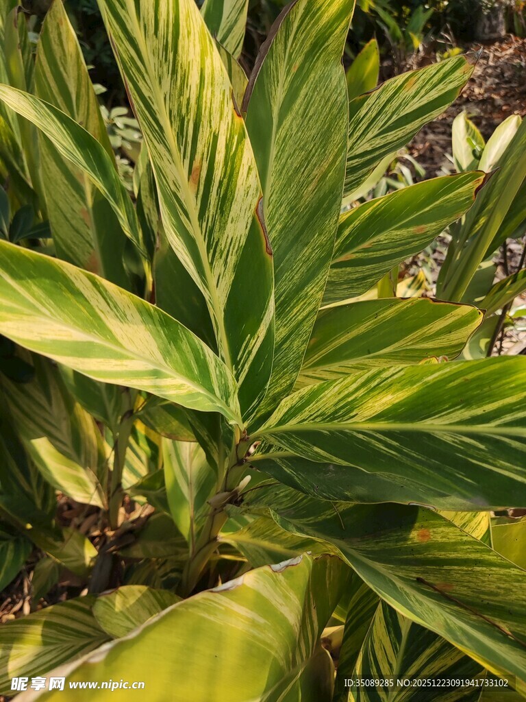 黄绿相间的斑斓叶片植物