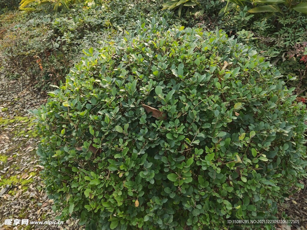球形绿植灌木特写