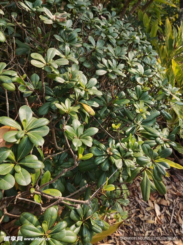 绿叶繁茂的灌木丛