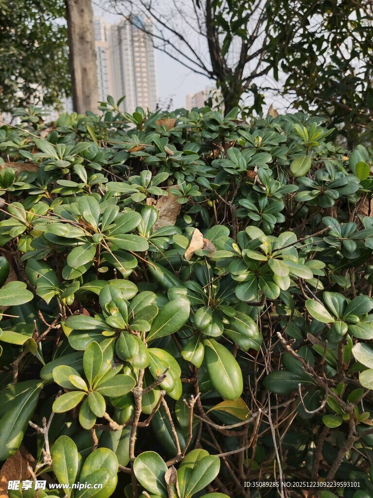 绿叶繁茂的灌木丛