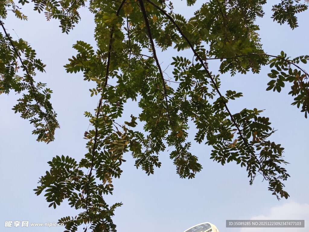 仰视视角下的繁茂树叶