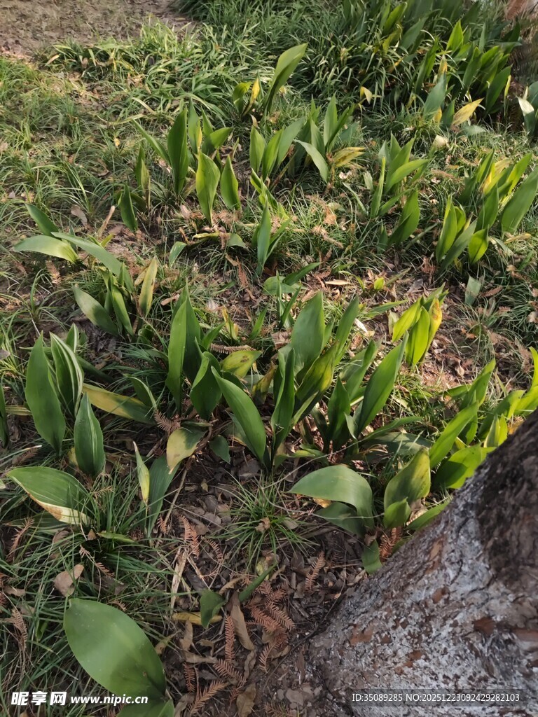 嫩绿植物生长于草地旁