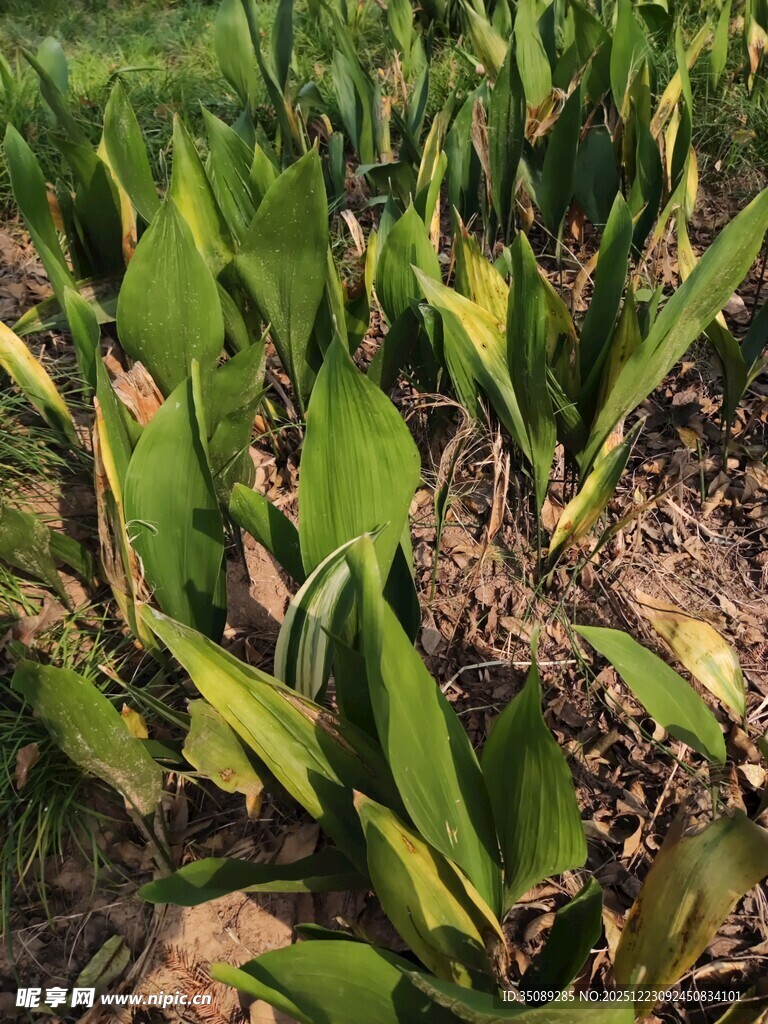 玉米田中的病叶景象
