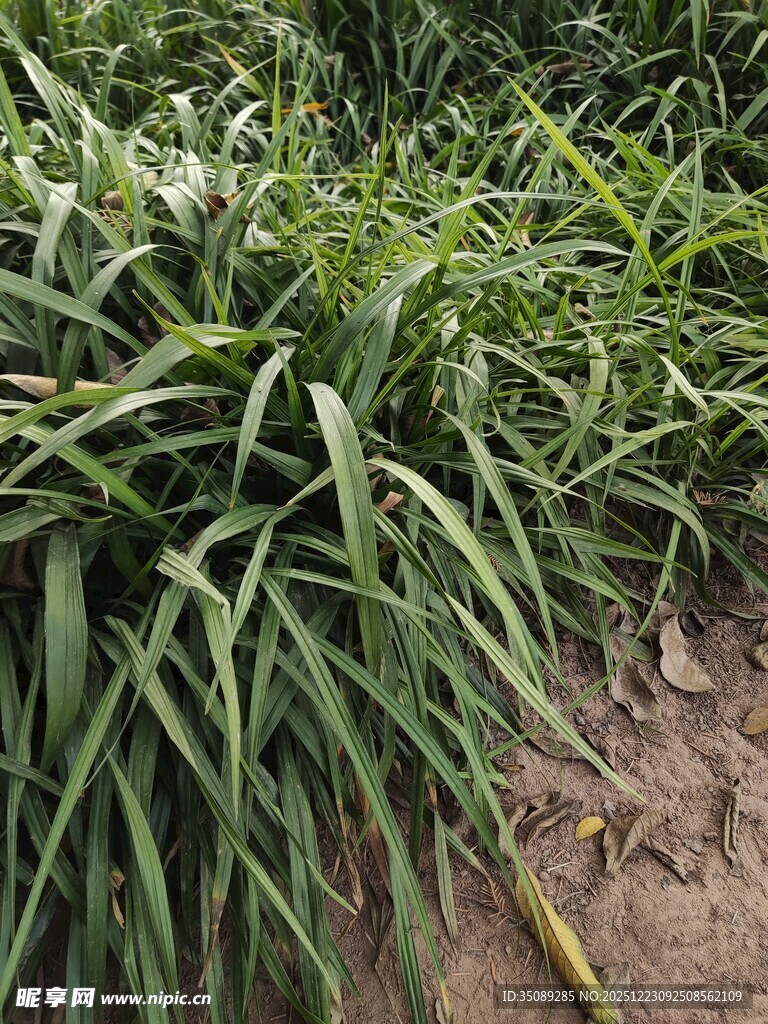 葱郁绿植展现自然生机