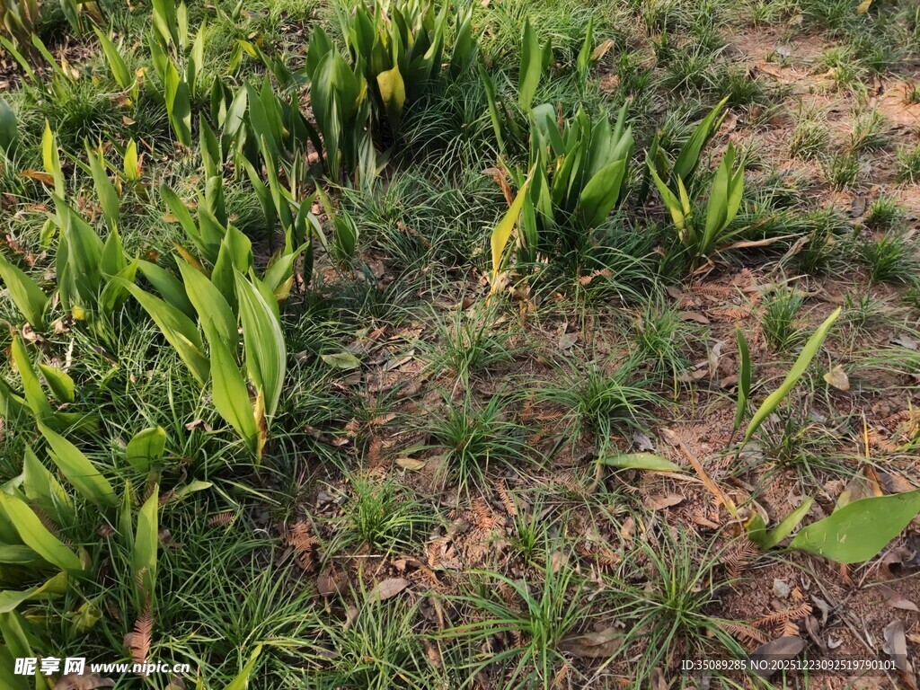 田野中的嫩绿植物