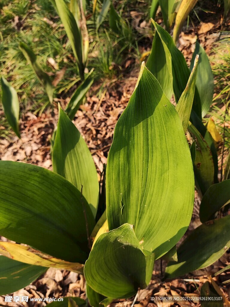 翠绿阔叶植物特写