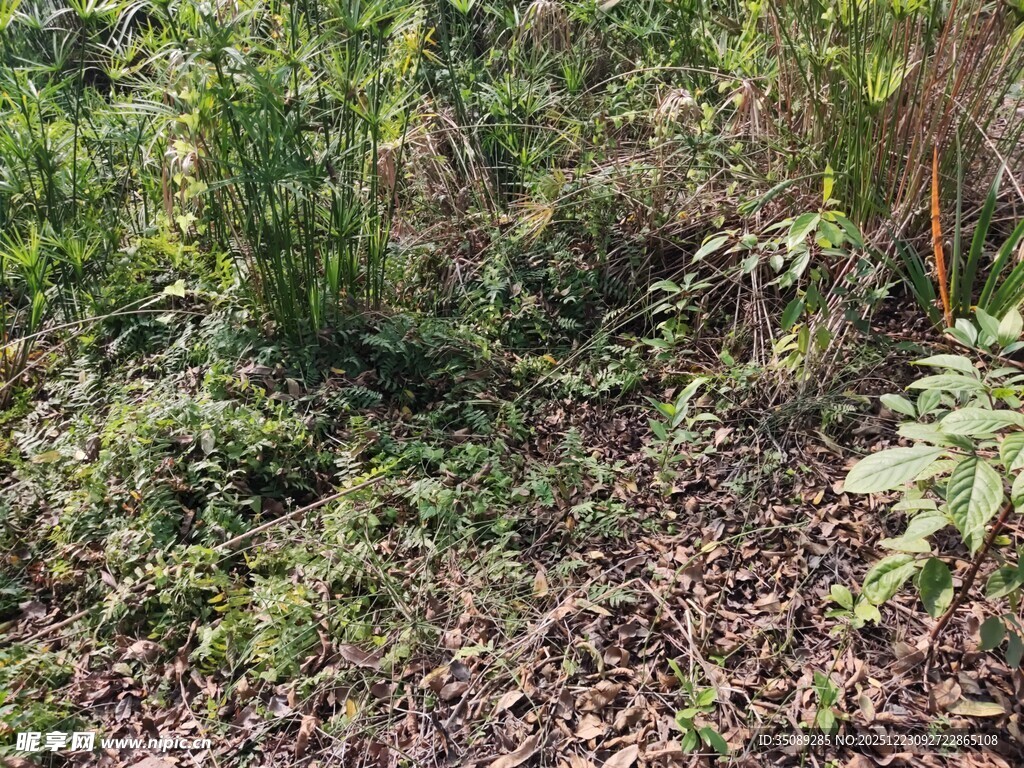 森林中的繁茂植被景象