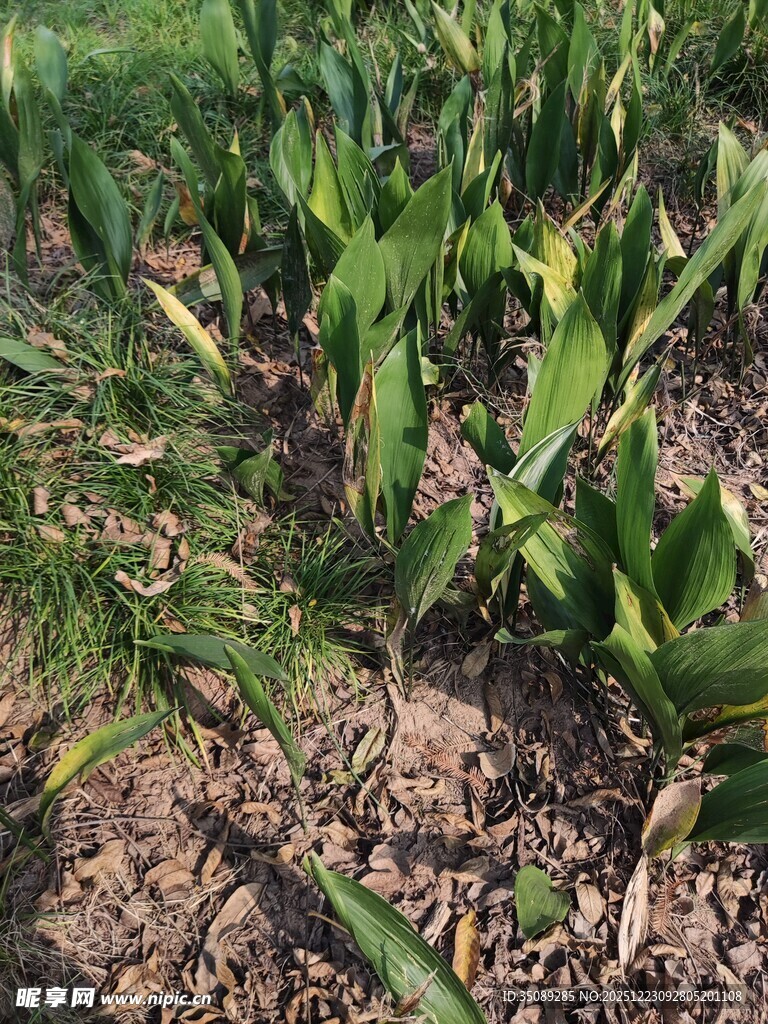 田间嫩绿玉米植株