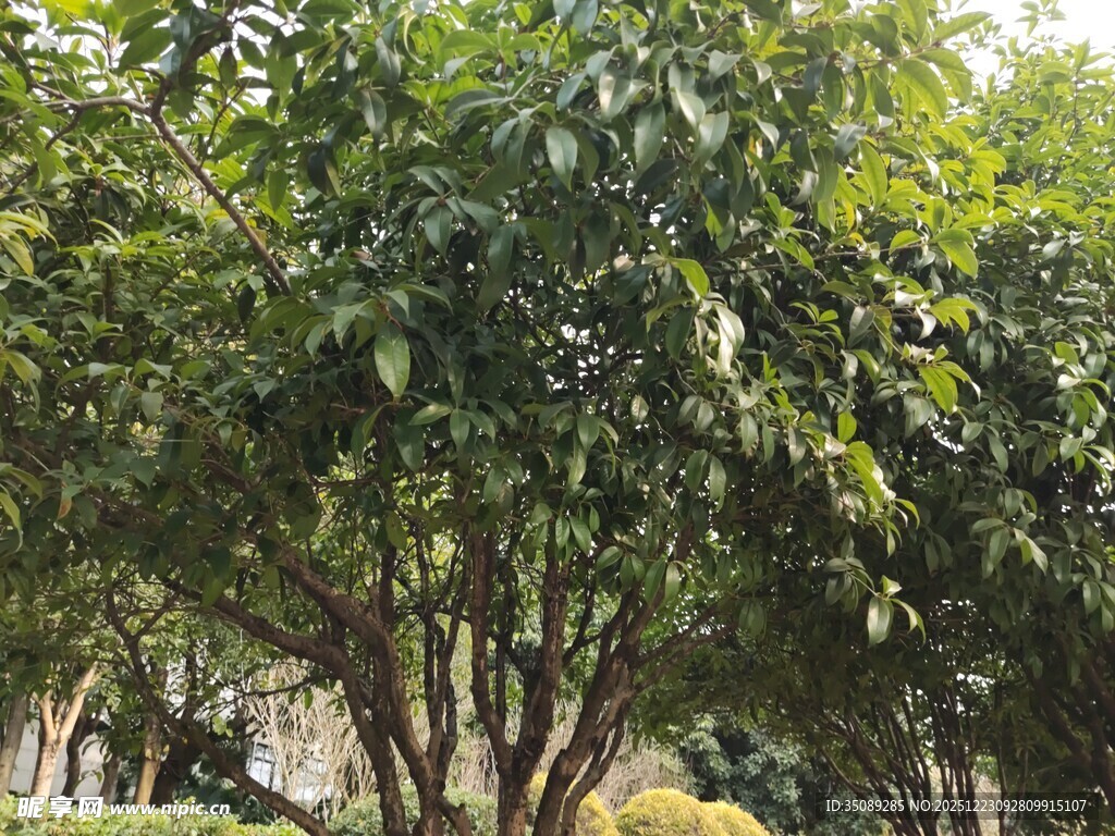 绿叶繁茂的树木景观