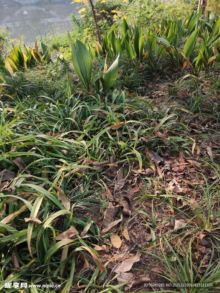 户外繁茂绿植景观