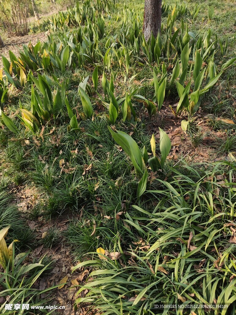 地面生长的葱郁绿色植物