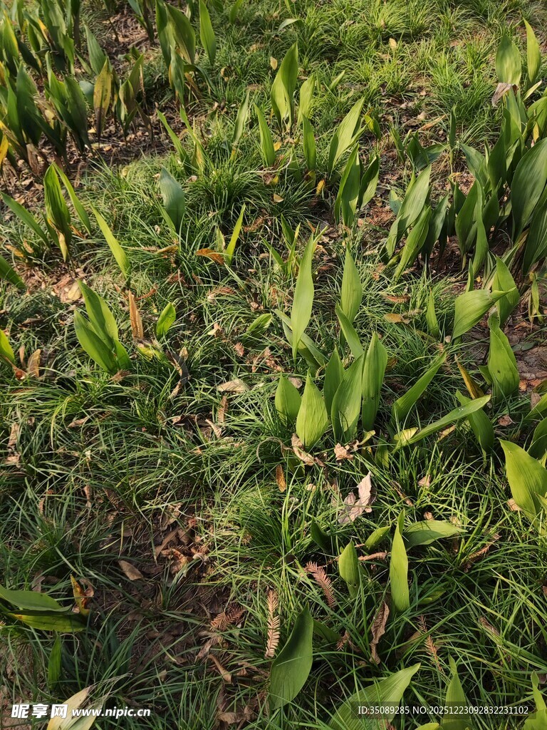 绿意盎然的草地植物景观