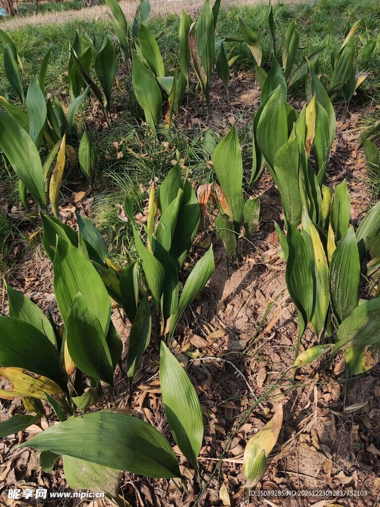 玉米田中的作物生长景象