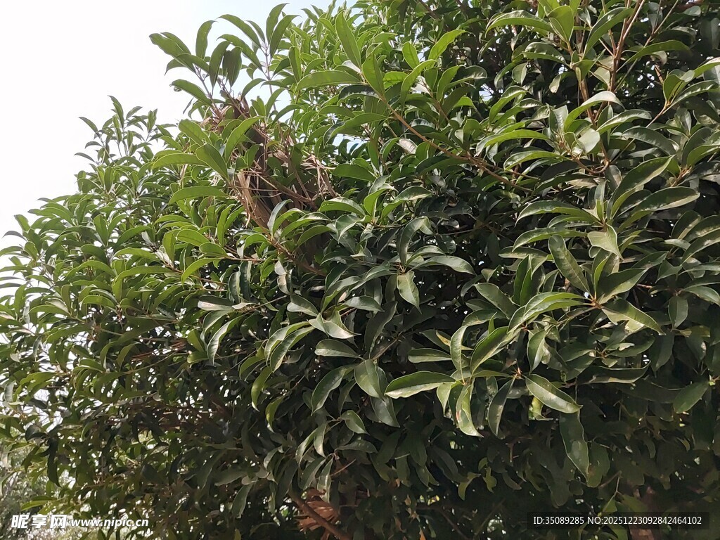 绿叶繁茂的植物景观