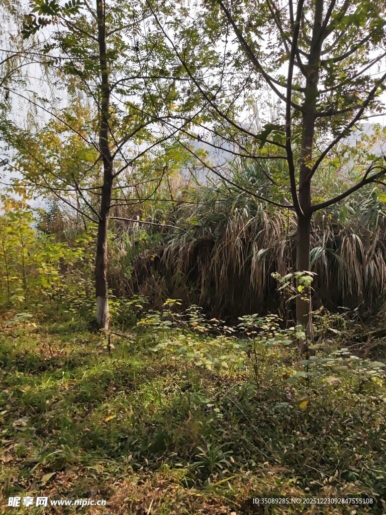 秋日林间草地自然景致