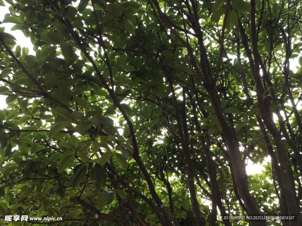 茂密树林中的繁茂枝叶