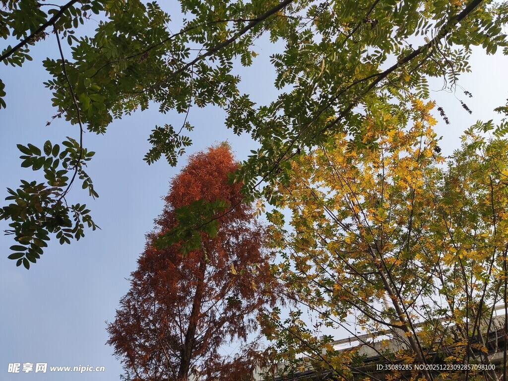秋日多彩树梢景致