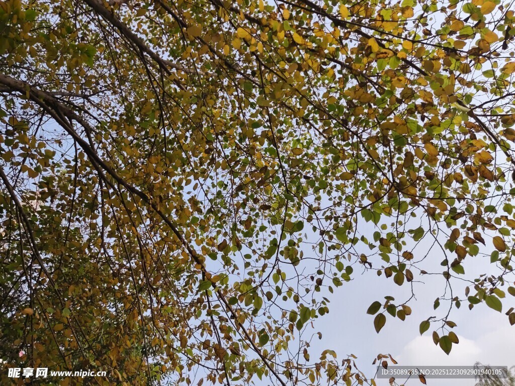 秋日树冠下的斑驳绿意