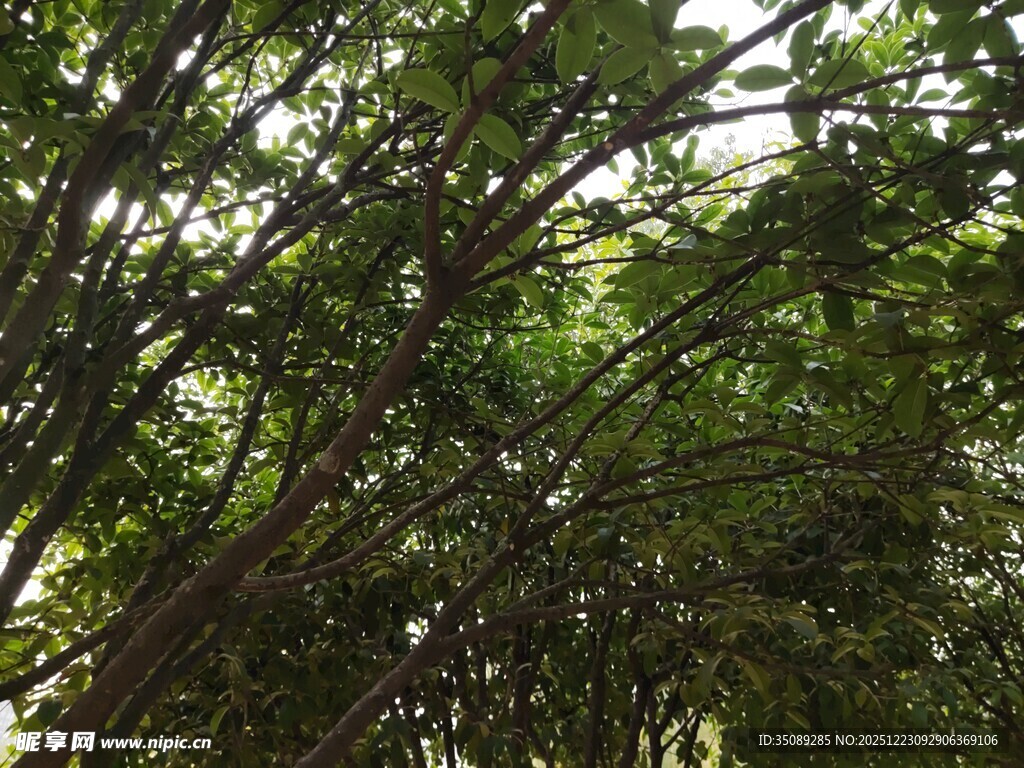 茂密树林中的繁茂枝叶